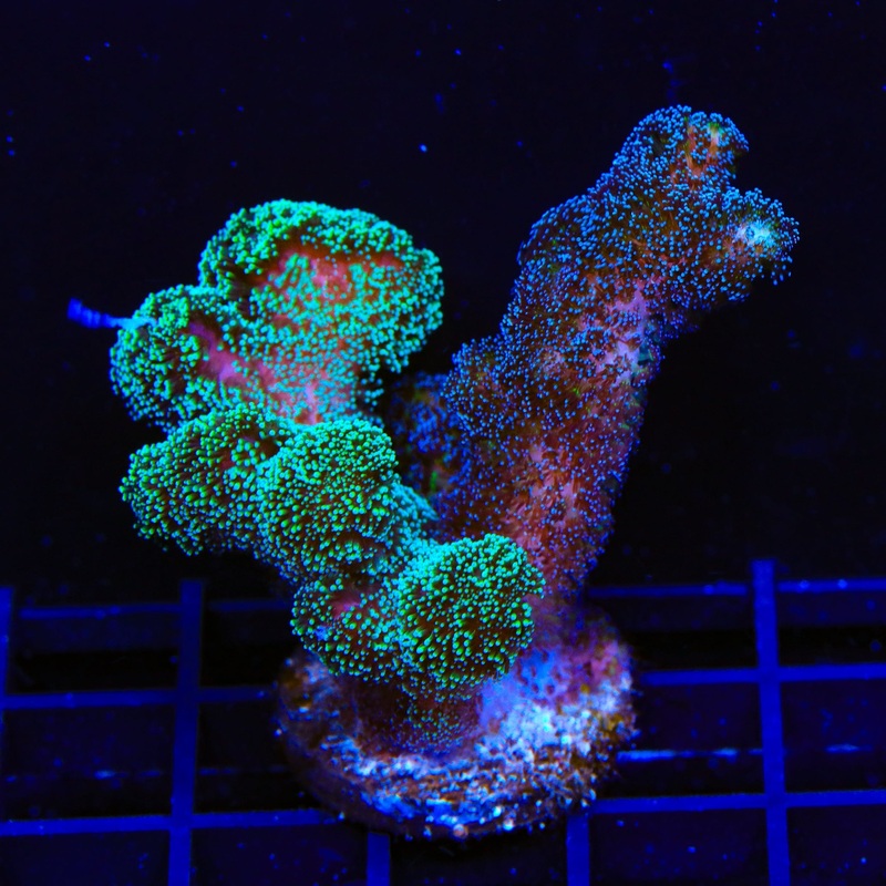 TSA Double Trouble Stylophora XL Frag Coral