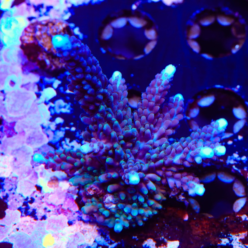 TSA Ernie Hudson Acropora Colony Coral