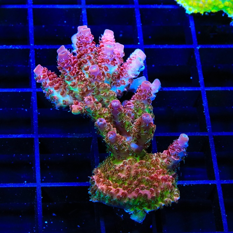 TSA Four Loko Acropora XL Frag Coral