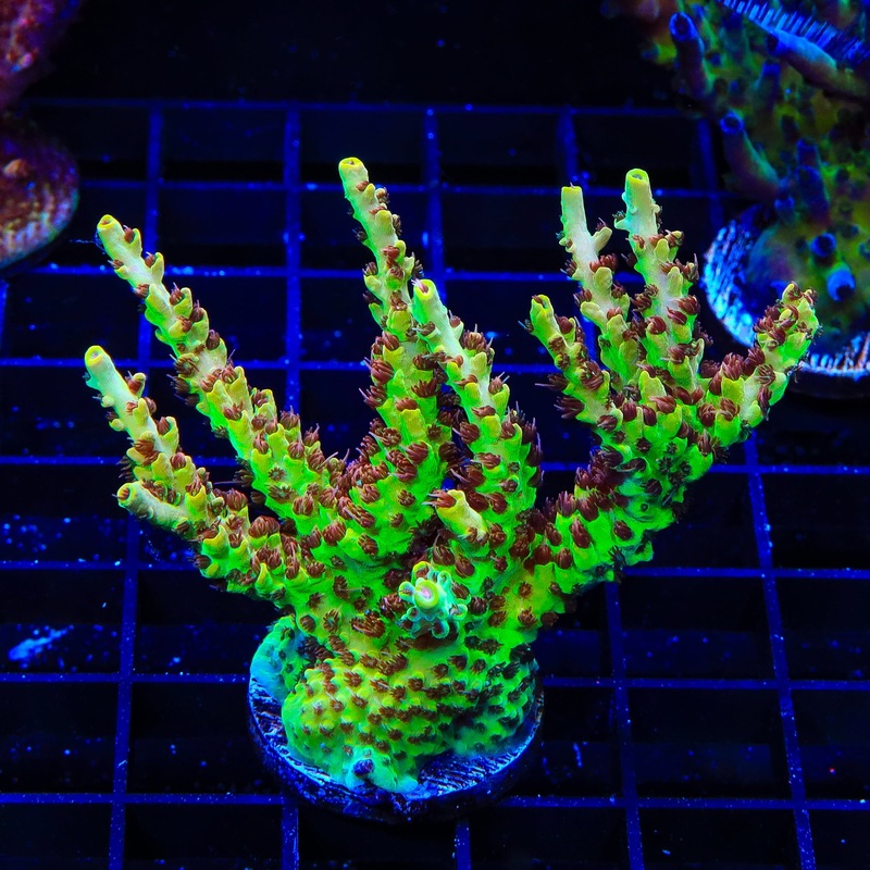 TSA Harvey Wallbanger Acropora Colony Coral