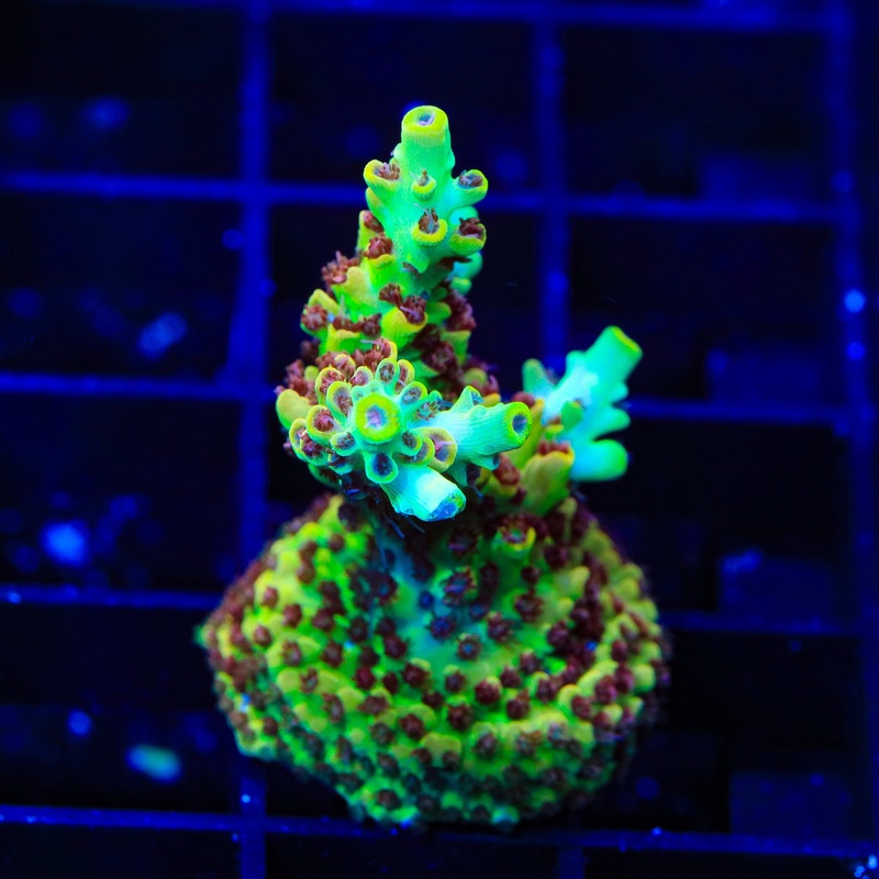 TSA Harvey Wallbanger Acropora XL Frag Coral