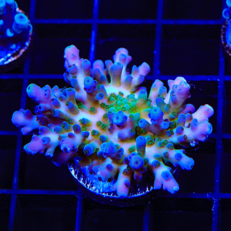 TSA Ice Tort Acropora XL Frag Coral