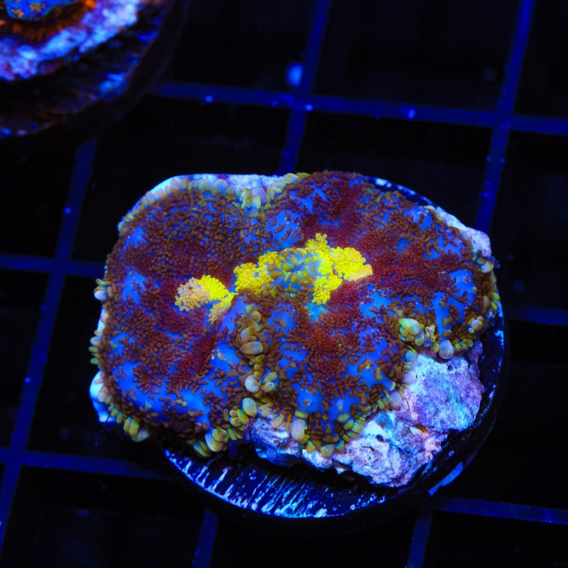 TSA Lemon Sauce Rhodactis Mushroom Coral