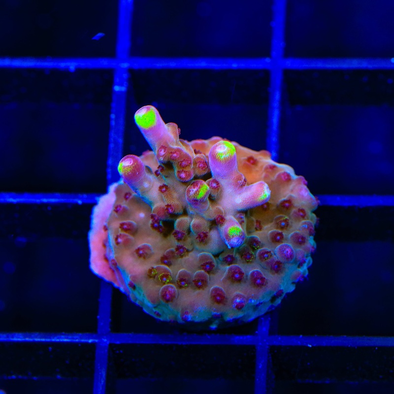 TSA Magma Flame Acropora Coral