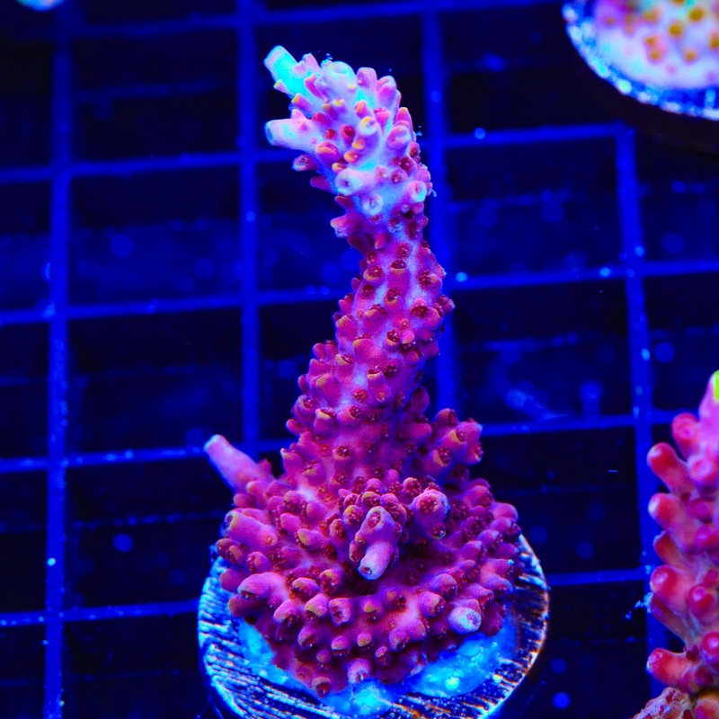 TSA Nightshade Acropora XL Frag Coral