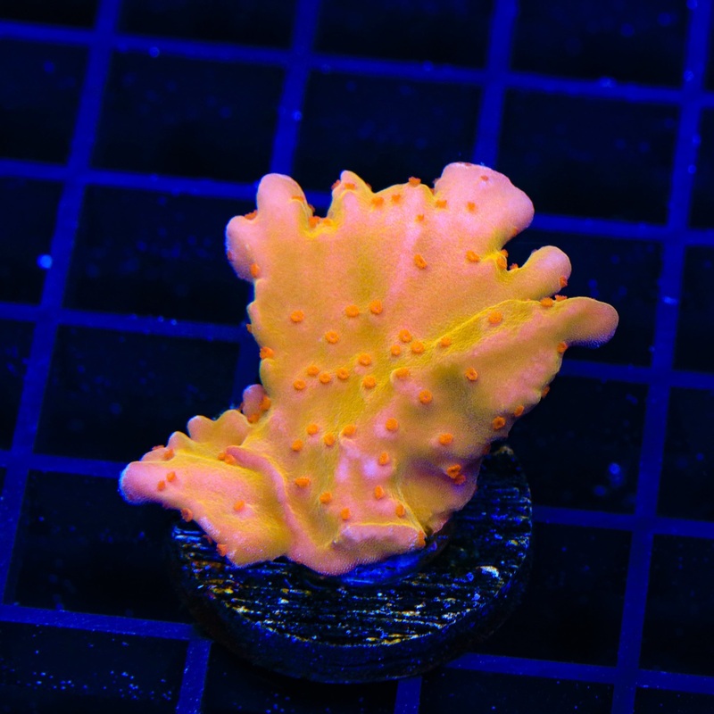 TSA Orange Peel Setosa Montipora XL Frag Coral