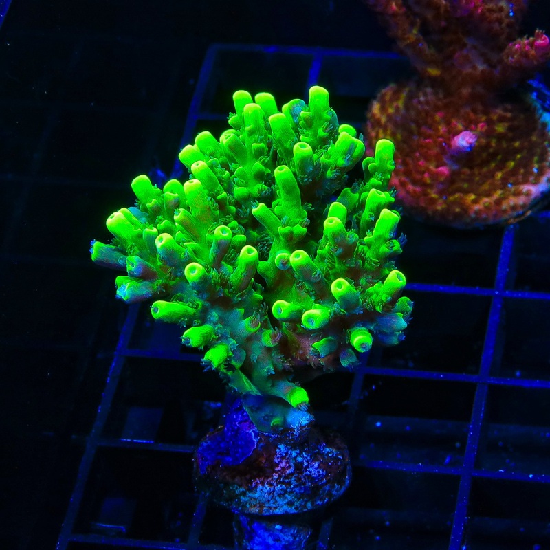 TSA Pineapple Juice Acropora XL Frag Coral