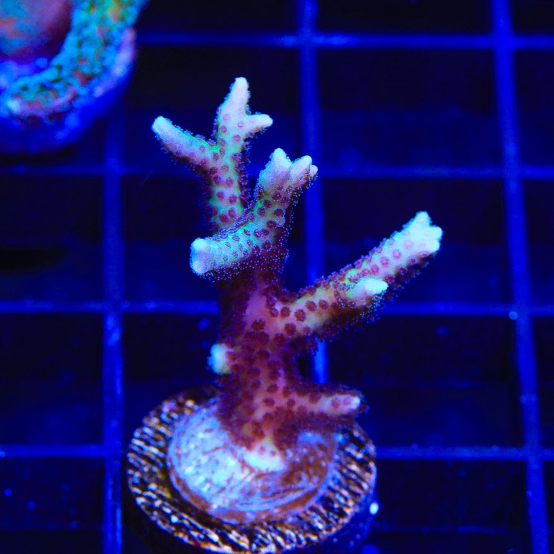 TSA Pink Tip Birdsnest Coral