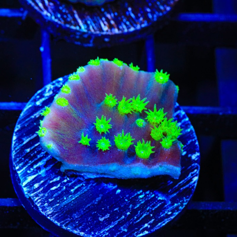 TSA Purple Dinosaur Scroll Coral
