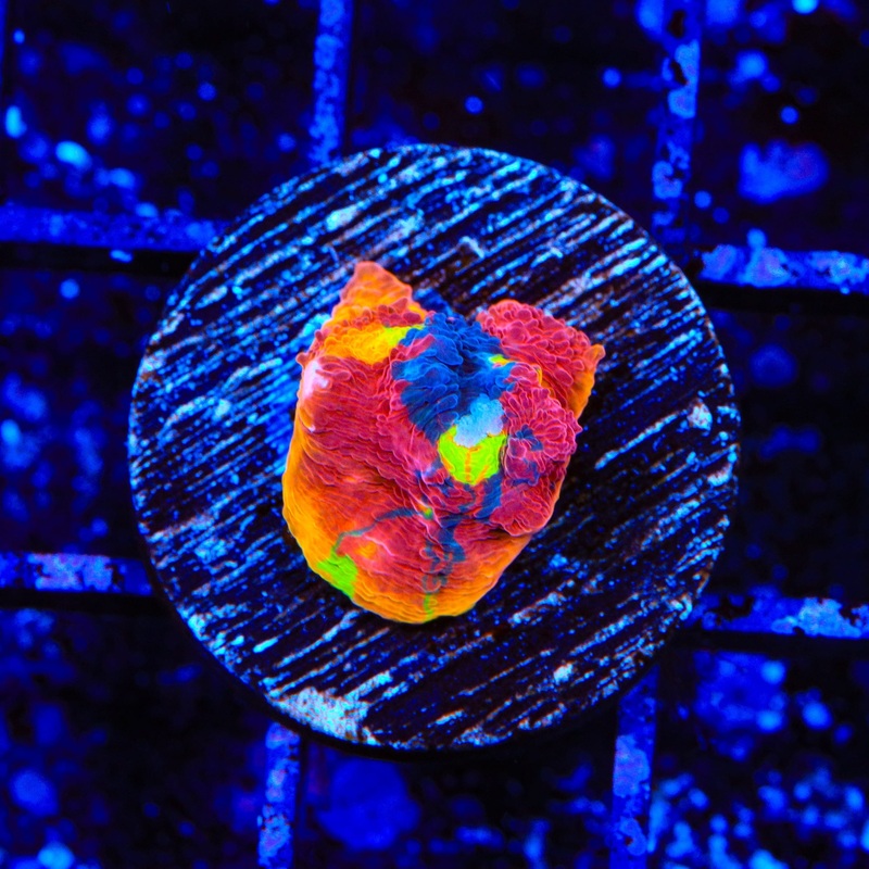 TSA Rainbow Blast Chalice Coral