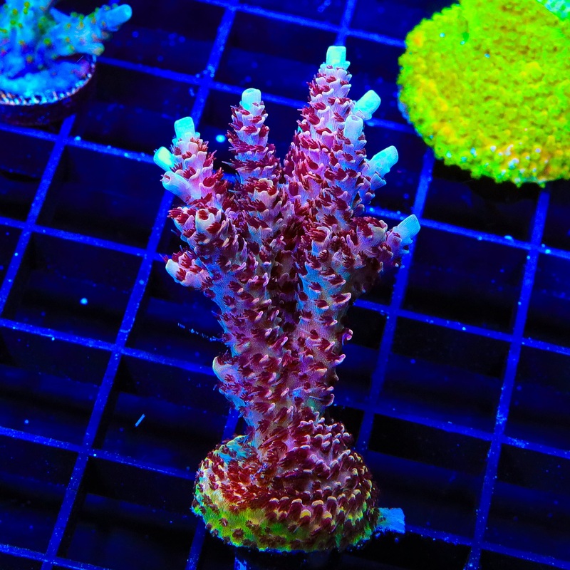 TSA Rainbow Sherbet Acropora XL Frag Coral