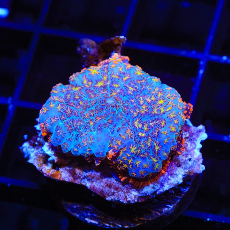 TSA Sonic Boom Rhodactis Mushroom Coral