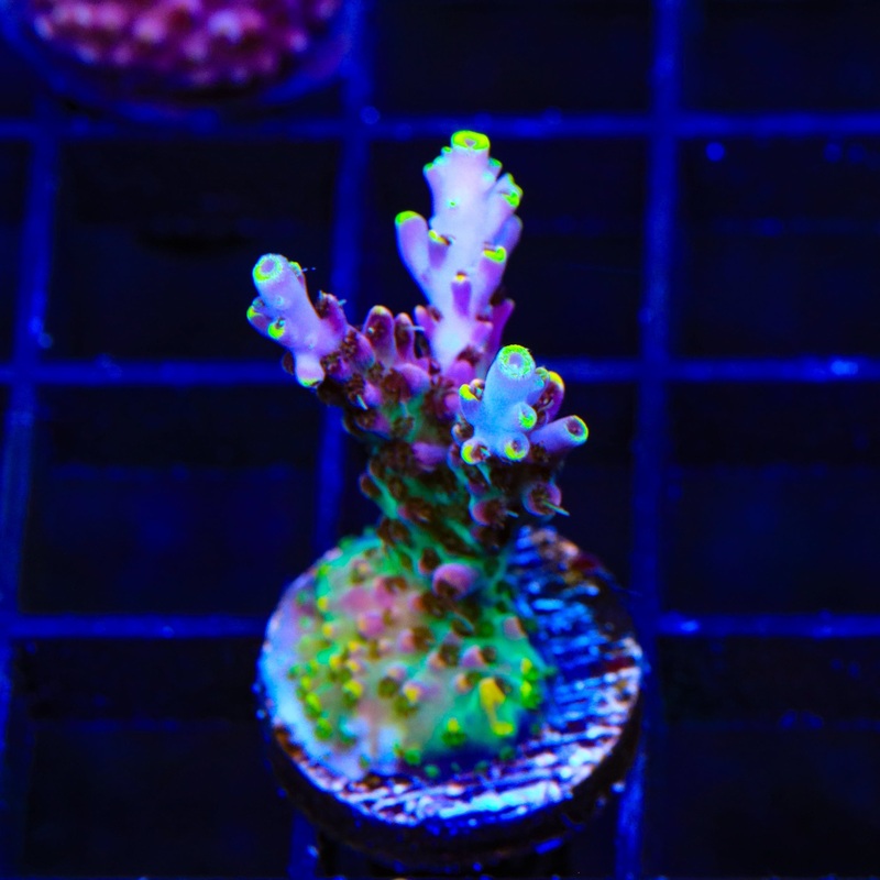 TSA Spyro the Dragon Acropora XL Frag  Coral