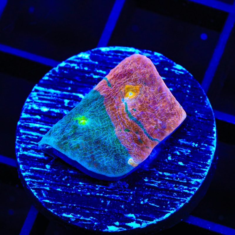 TSA Stained Glass Chalice Coral