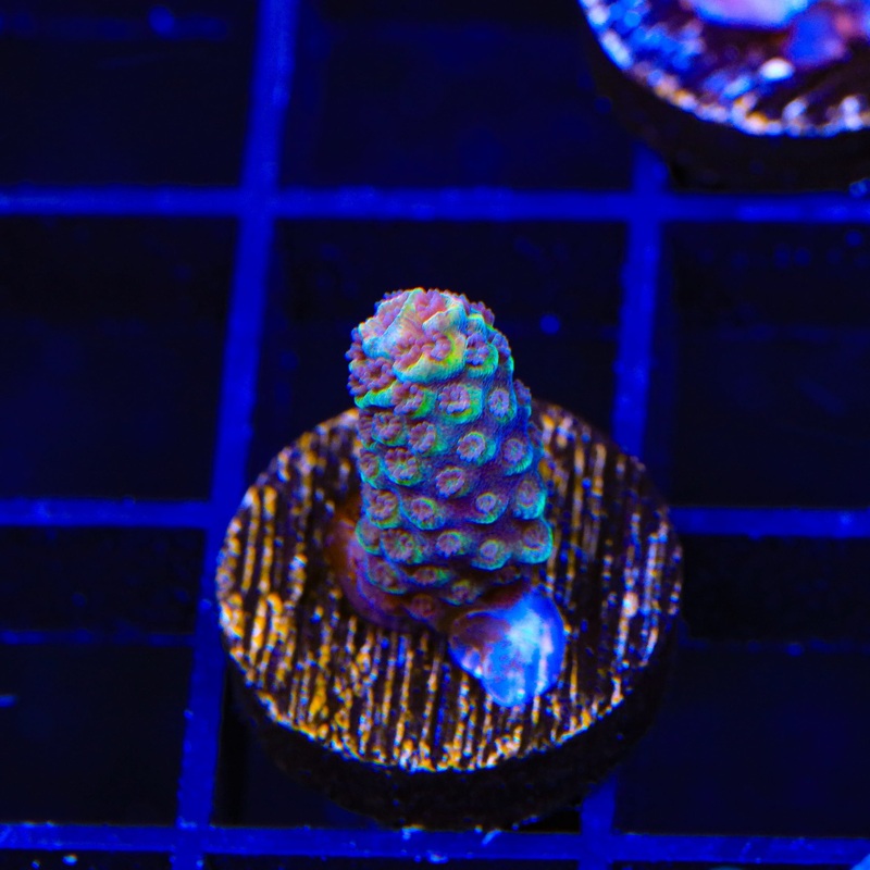 TSA Sunset Mirage Spathulata Acropora Coral