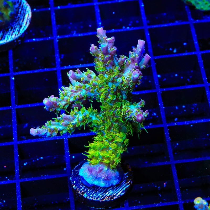 TSA The Fuzz Acropora XL Frag Coral
