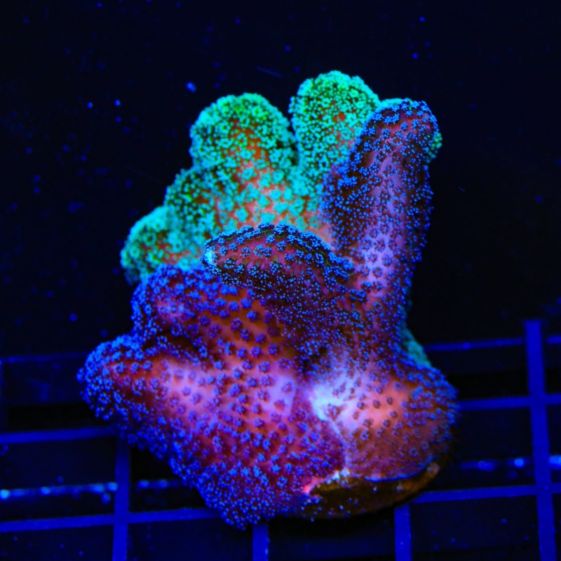 TSA Triple Threat Stylophora XL Frag Coral
