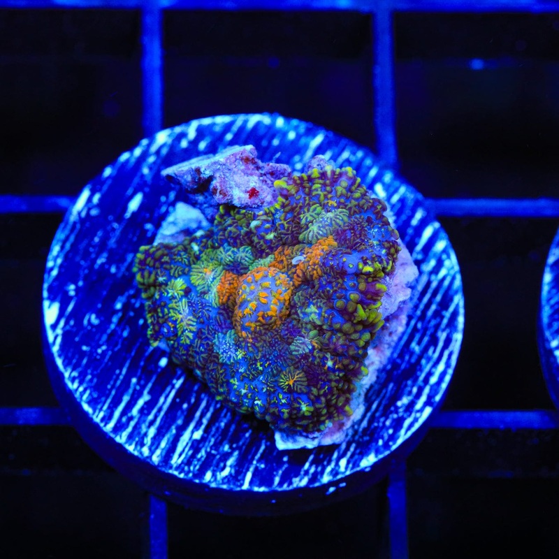 TSA Witches Brew Rhodactis Mushroom Coral