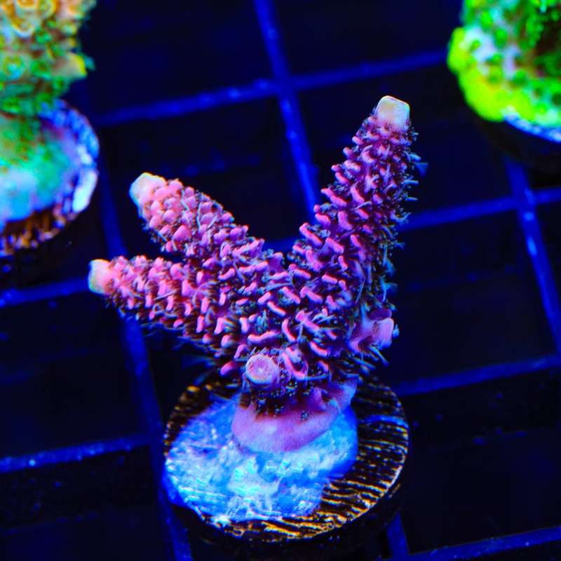 TSA Woolly Mammoth Acropora XL Frag Coral