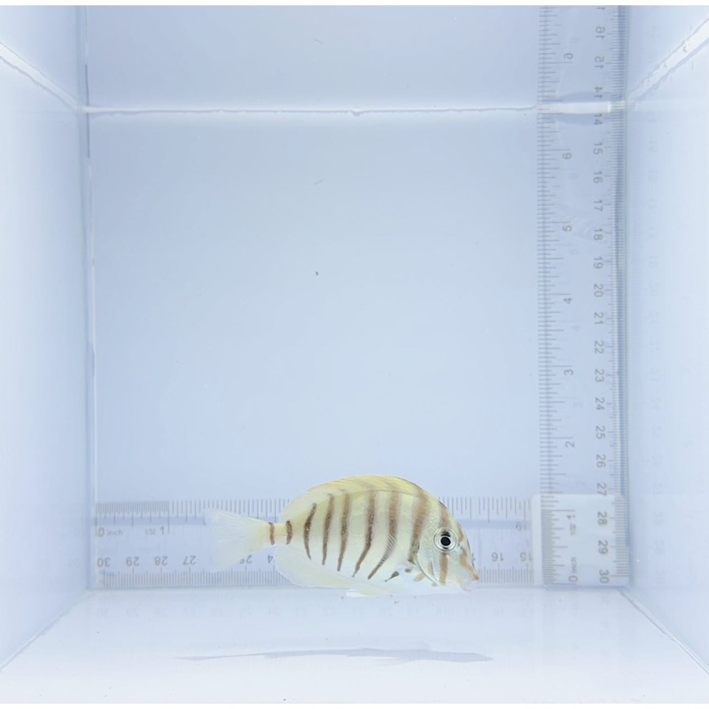 Zebra Tang Fish