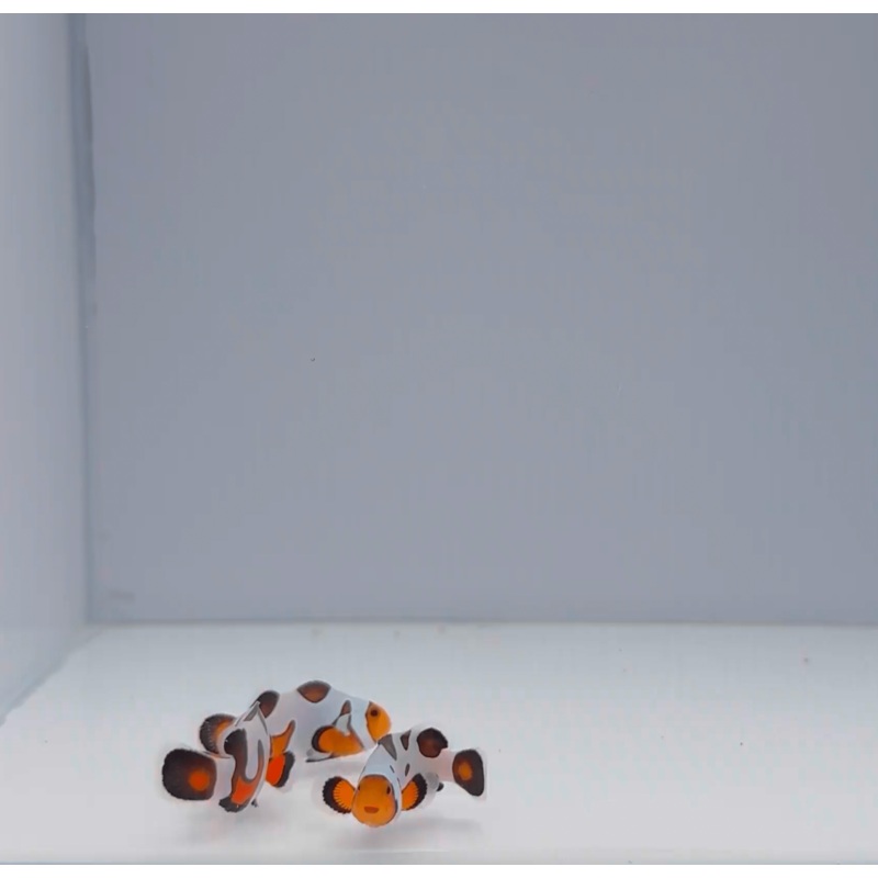 Extreme Gladiator Clownfish