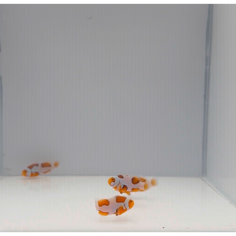 Extreme Picasso Clownfish