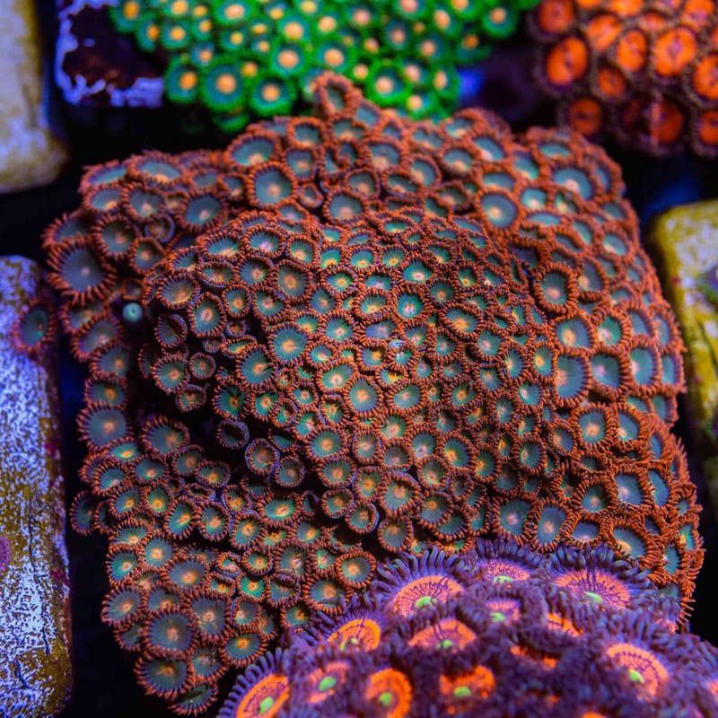 Gatorade Zoas