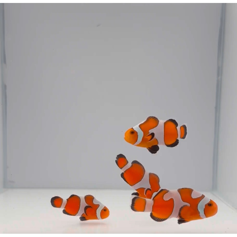 Gladiator Clownfish