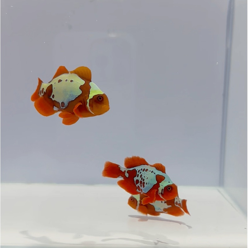 Gold x Lightning Maroon Clownfish