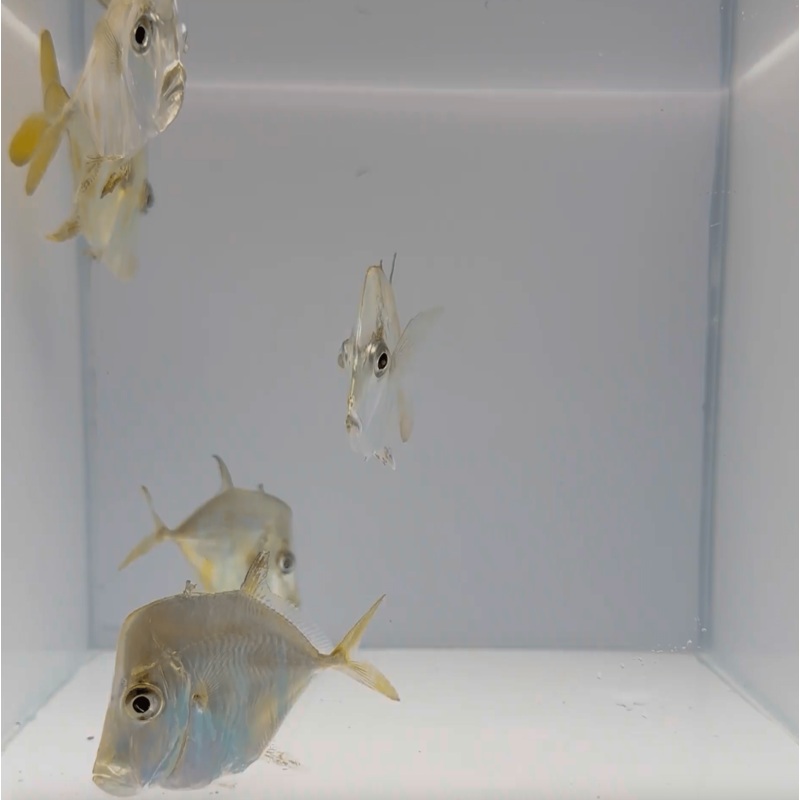 Lookdown Fish