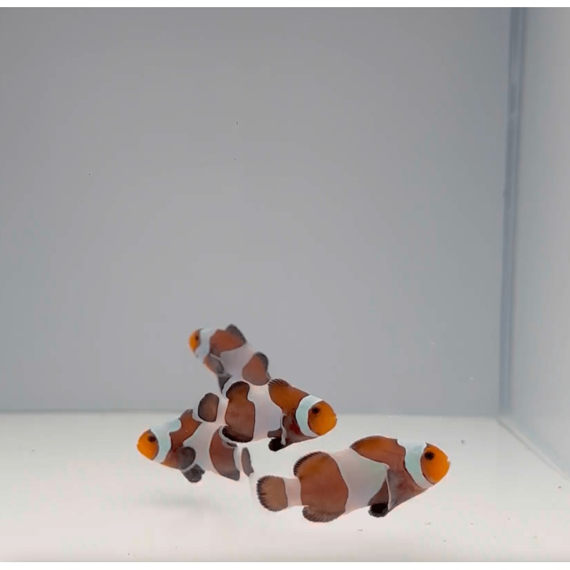 Mocha Gladiator Clownfish