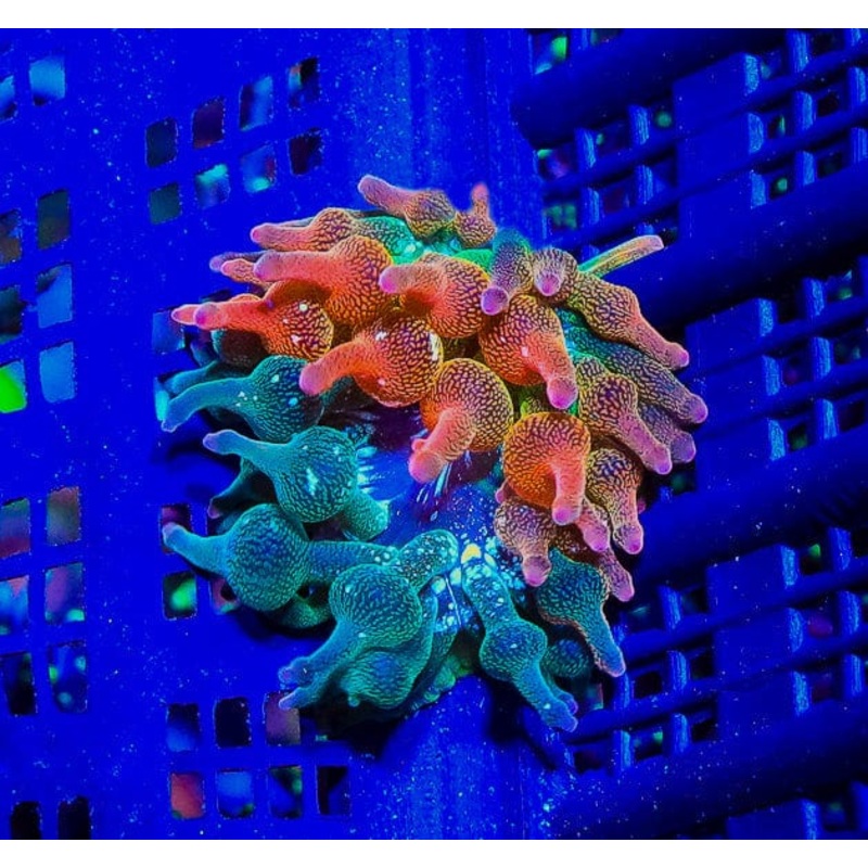 Nexus Burst Bubbletip Anemone 1/2 Split Red/Green - Almost WYSIWYG