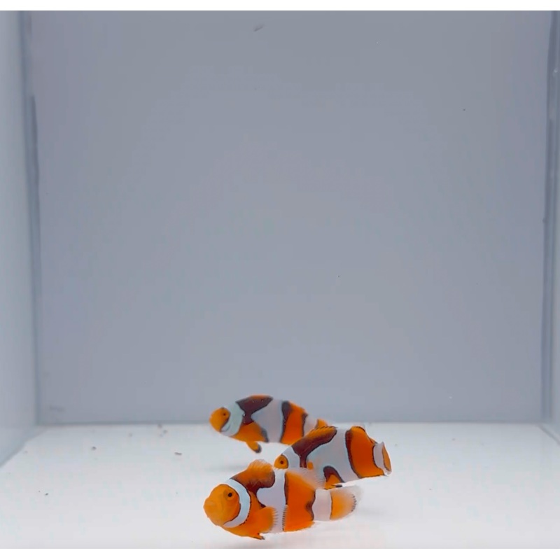 Onyx Picasso Clownfish
