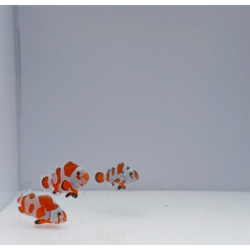 Orange Storm Clownfish