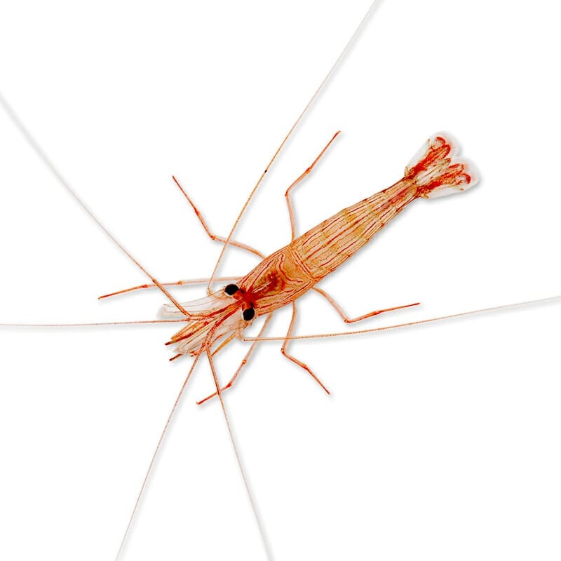 Peppermint Shrimp