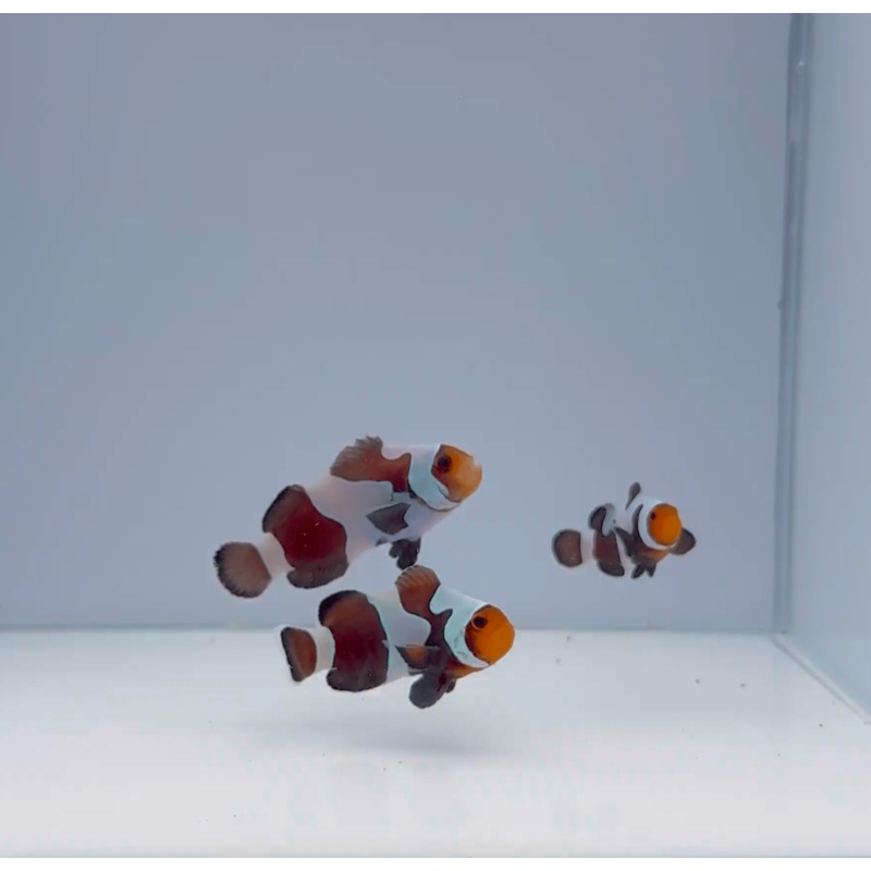 Premium Black Gladiator Clownfish
