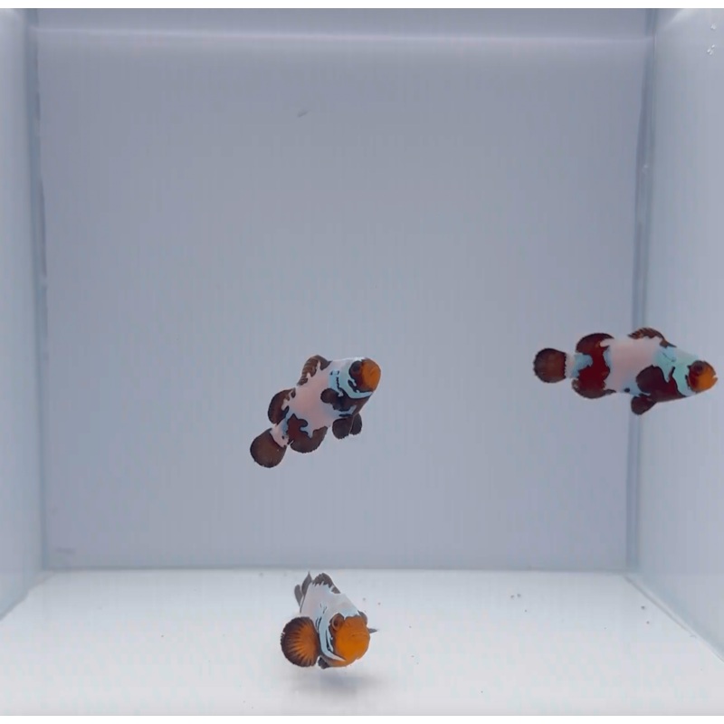 Premium Black Snowflake Clownfish