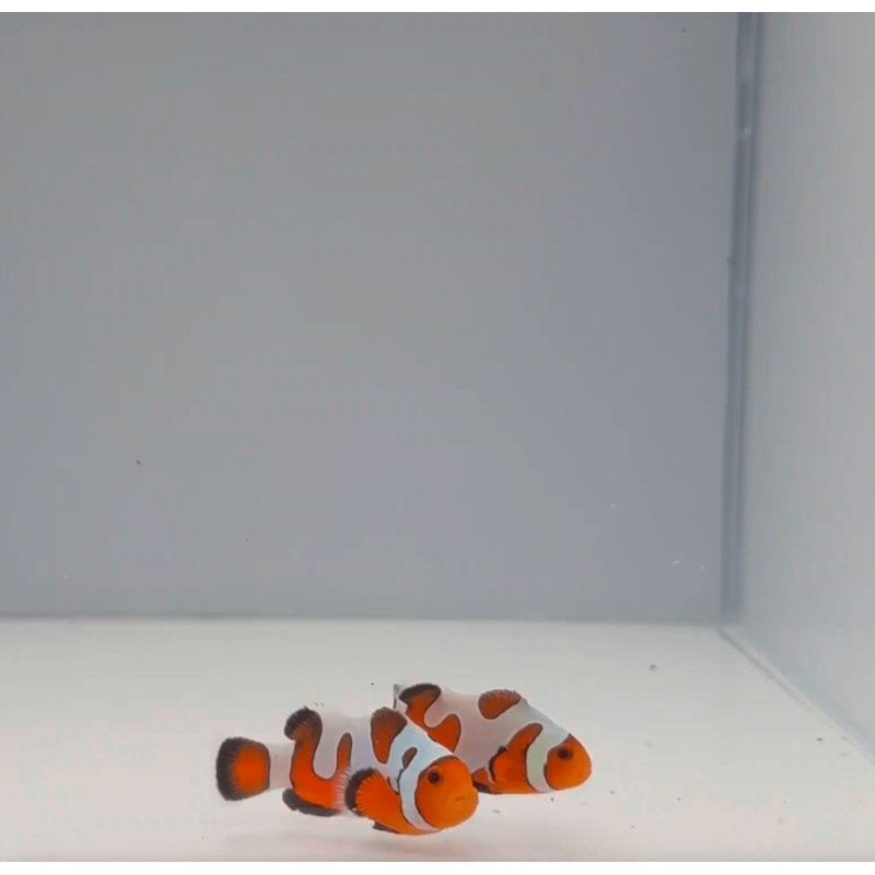 Premium Gladiator Clownfish
