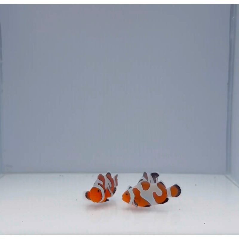Premium Mocha Gladiator Clownfish