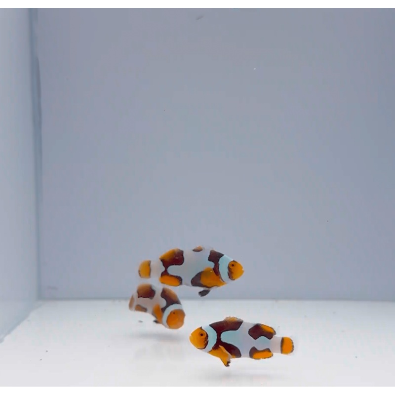 Premium Onyx Picasso Clownfish