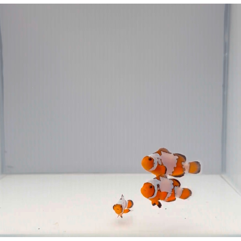 Premium Snowflake Clownfish