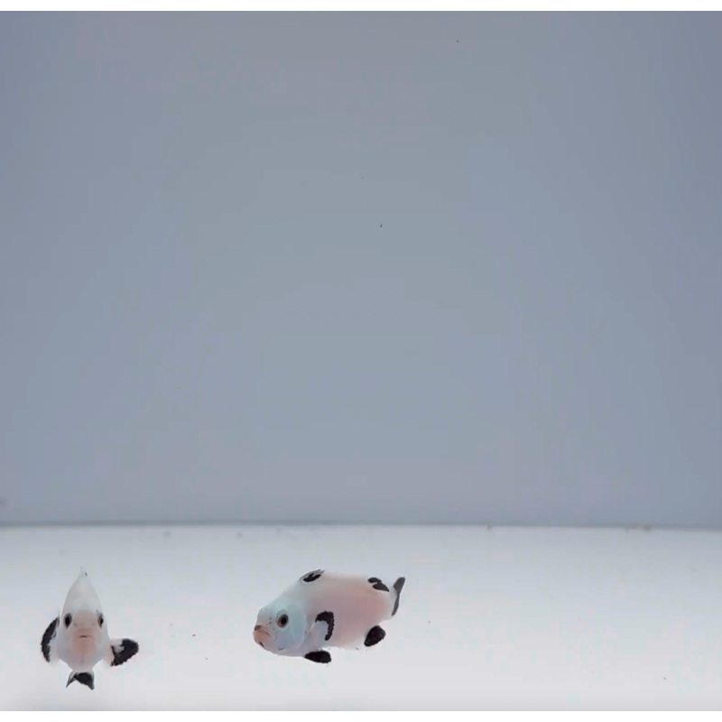 Snow Storm Clownfish