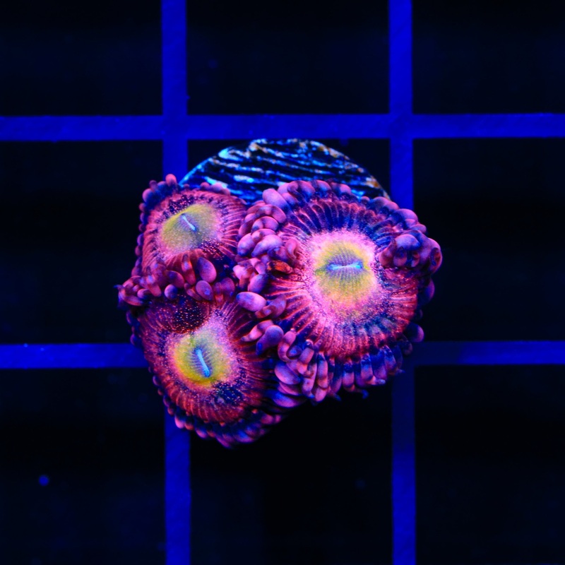 Halle Berry Zoanthid Coral
