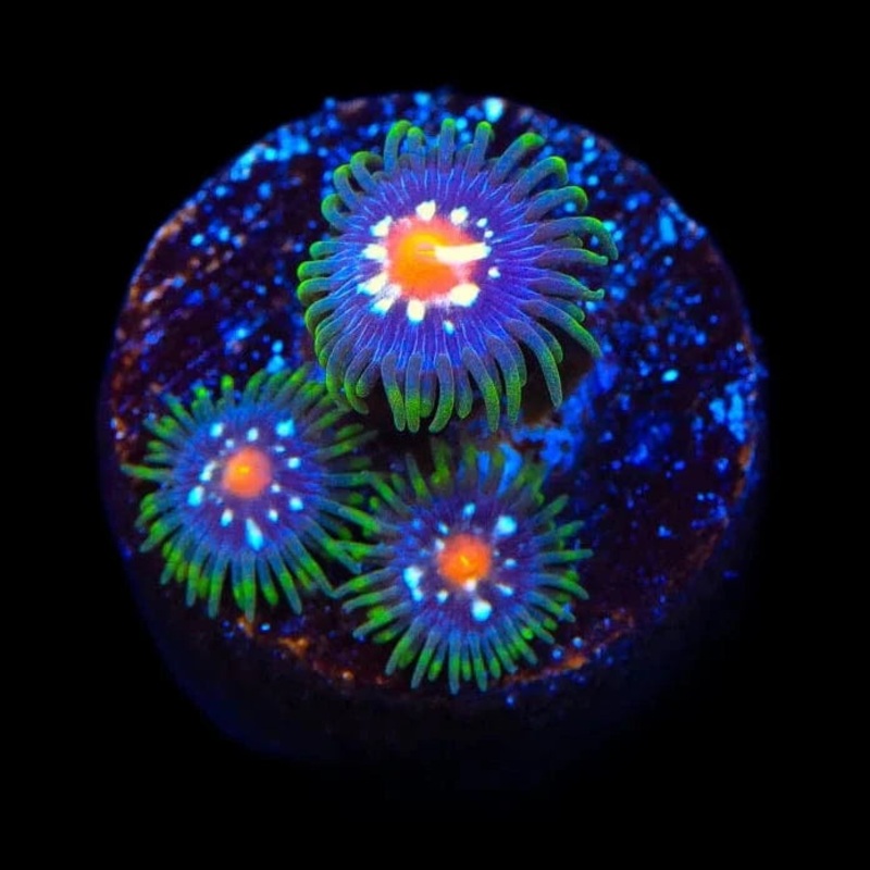 JF Daisy Cutter Zoanthid Coral