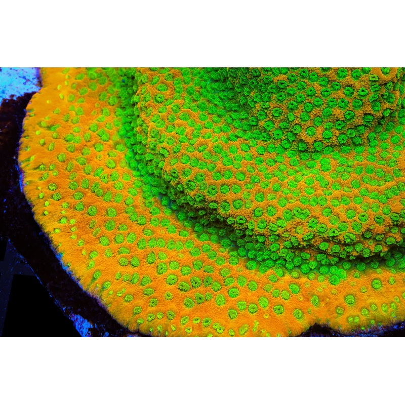 JF Sweet Tooth Montipora Cap Coral