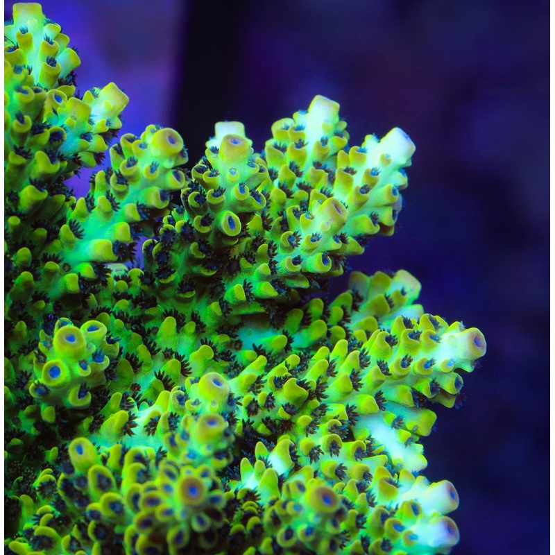 Lauras Purple Polyp Acropora Coral