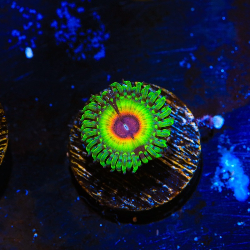 Little Shop of Horror Zoanthids Coral
