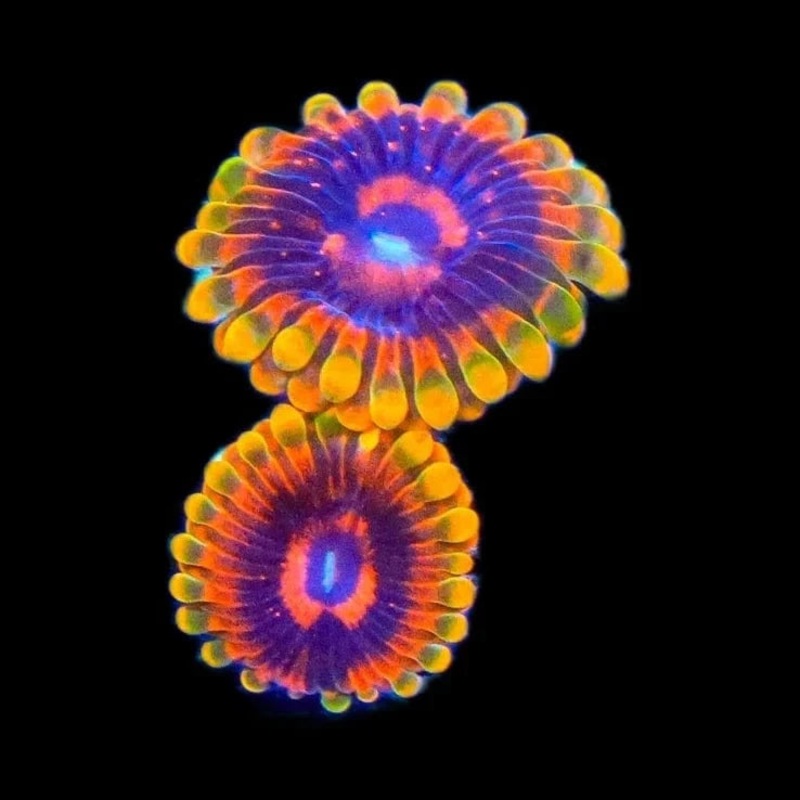 Mind Trick Zoanthids Coral