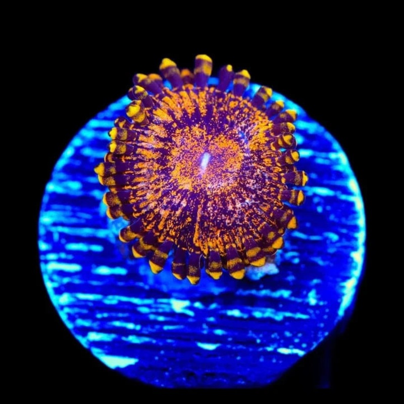 OG Soprano Zoanthids Coral