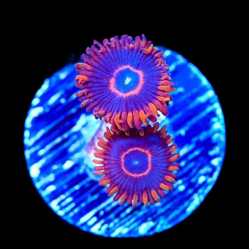 Red Hornets Zoanthids Coral